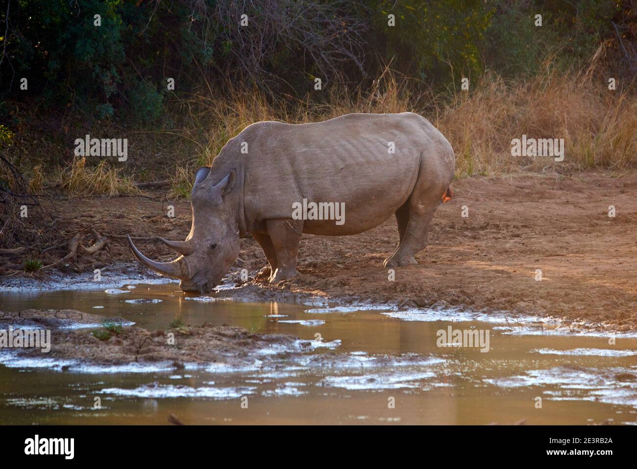 White Rhino drinking in the evening sun Stock Photo