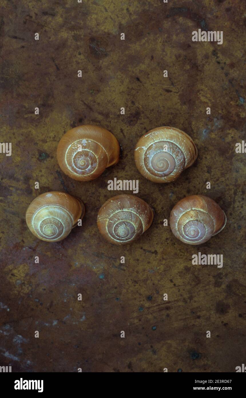 Three Snail Shell Brass shells hi-res stock photography and images - Alamy