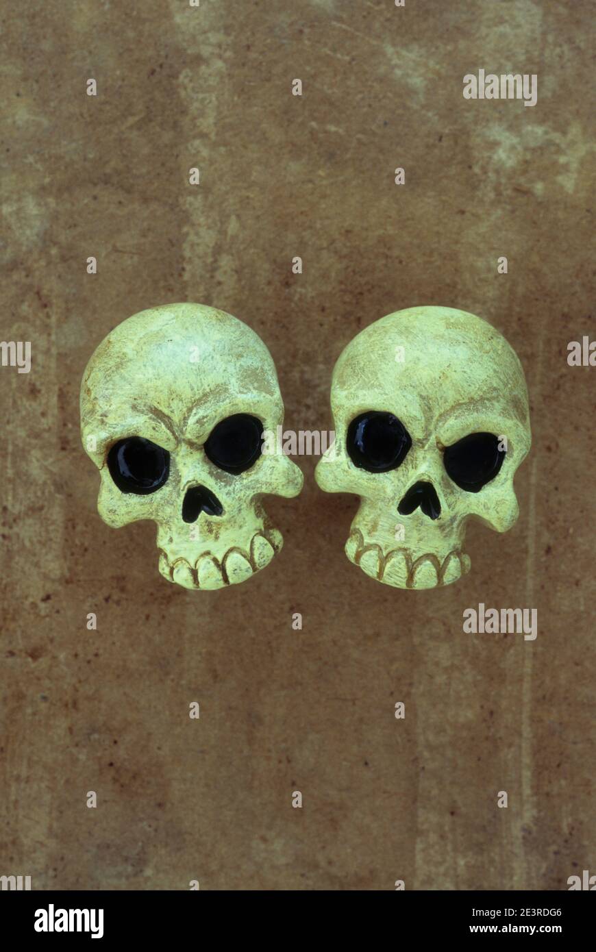 Two crude models of human skulls without lower jaws sitting side by side on rough leather Stock Photo