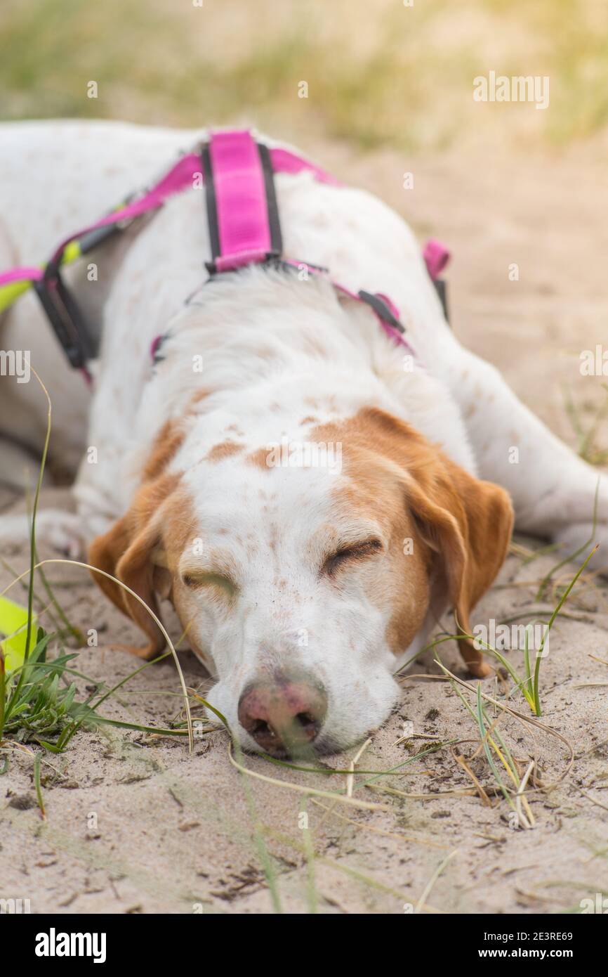 Dog with a harness relaxing in the sand on a beach Stock Photo