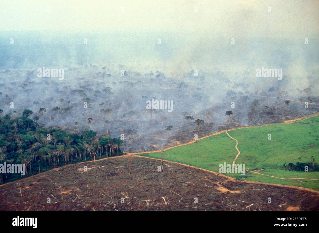 Aerial view of Amazon rainforest deforestation and farm management for livestock. Photo shows four stages in land management on a big cattle farm in the Amazon: In the foreground, naked clear land where the forest has recently been burned and grass will be grown. On the right, a pasture waiting for the cattle. In the background, the forest being burned to make pasture. On the left, native forest, which will soon enough undergo the same. Stock Photo