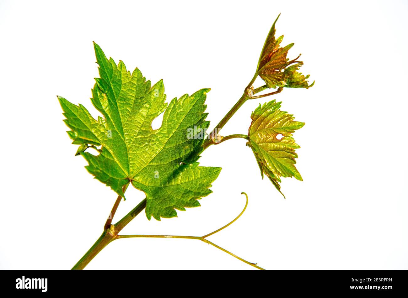 Close up fresh Green grape leaves isolated on white background. High ...