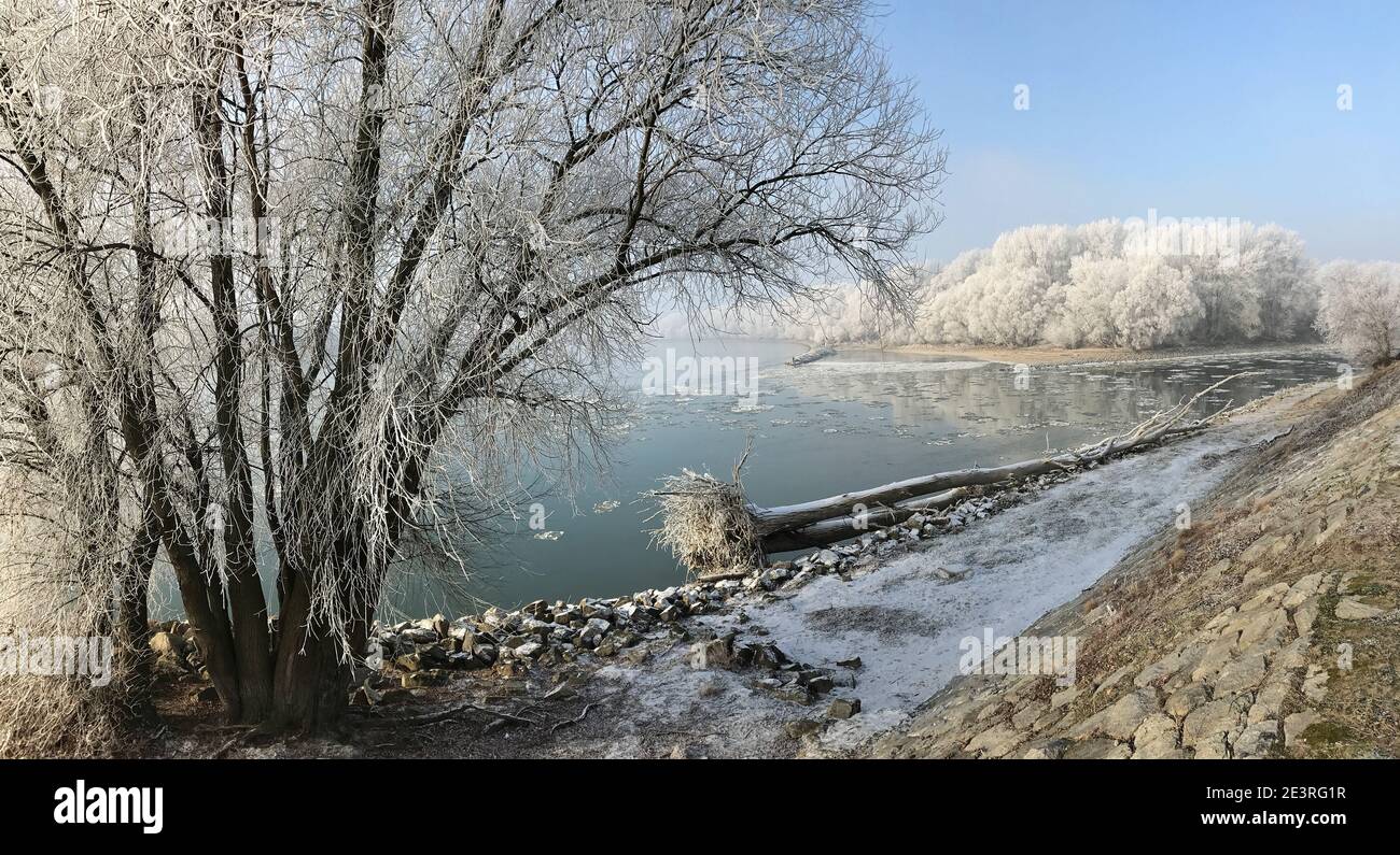 Frozen trees in confluence of Morava and Danube rivers. Devin, borough of Bratislava, the capital of Slovakia. Winter 2017. Stock Photo