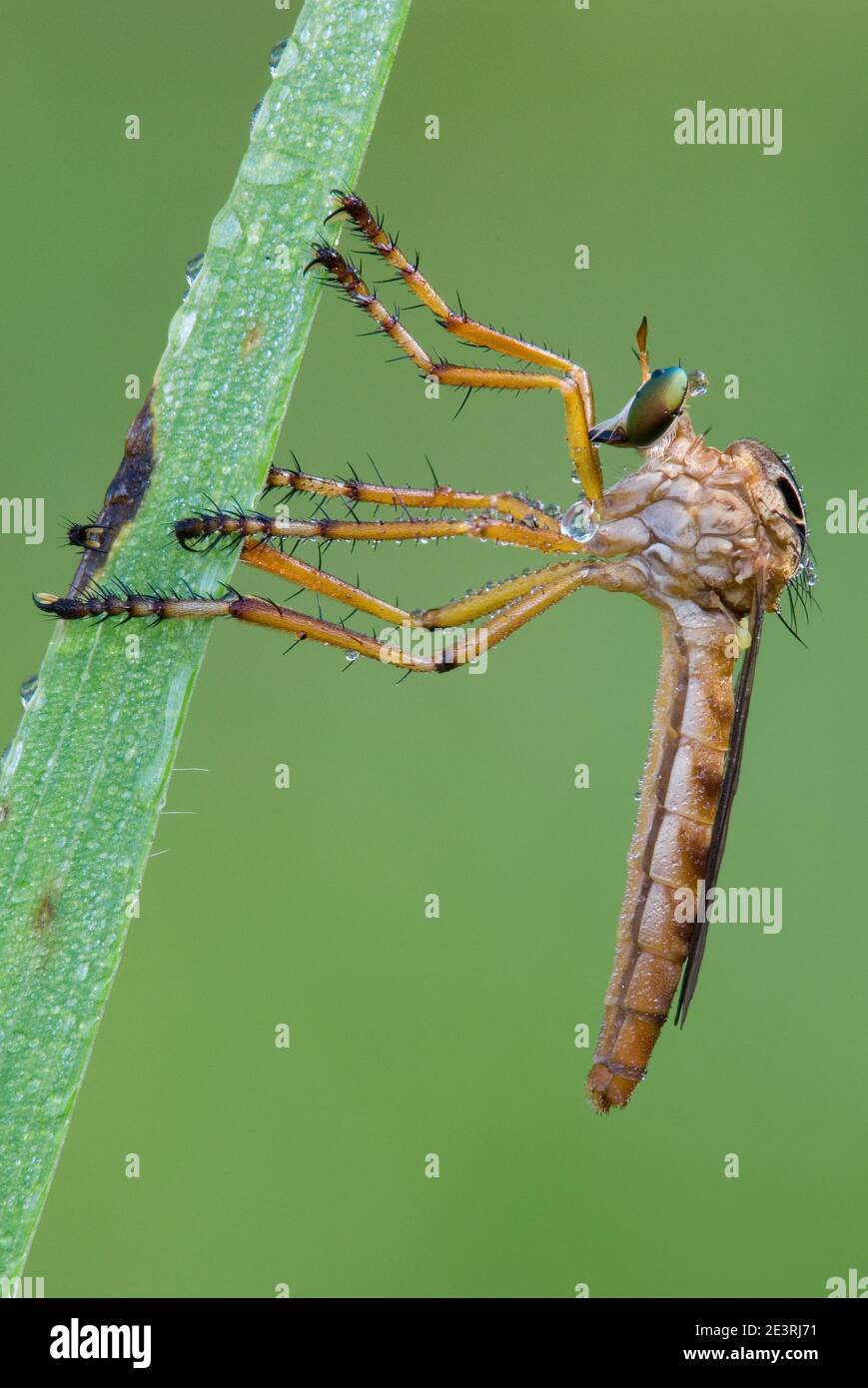 Robber Fly (Diogmites), resting on blade of grass, E North America, by Skip Moody/Dembinsky Photo Assoc Stock Photo