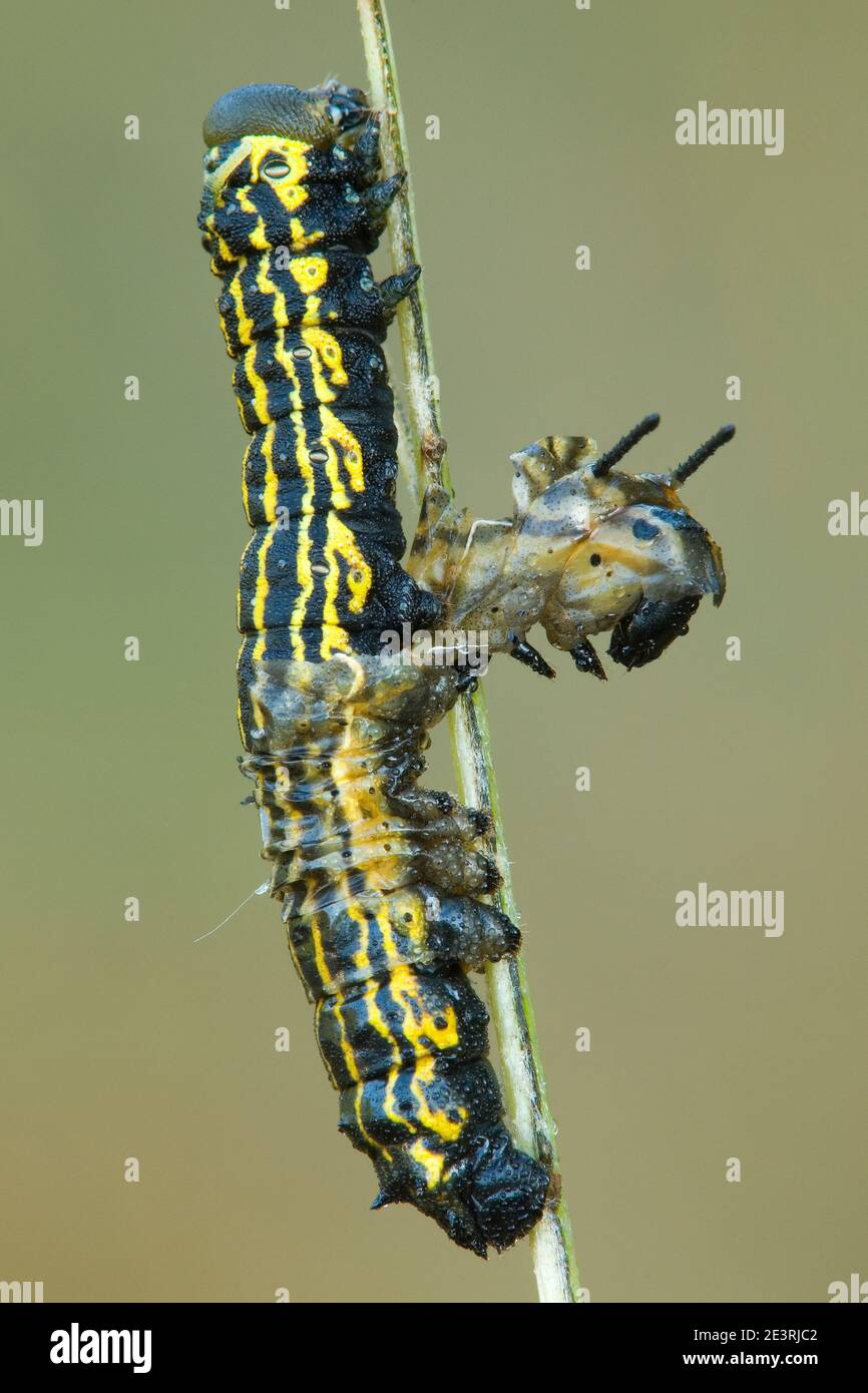 Orange-Striped Oak Worm (Anisota senatoria) shedding its skin, metamorphosis, by Skip Moody/Dembinsky Photo Assoc Stock Photo