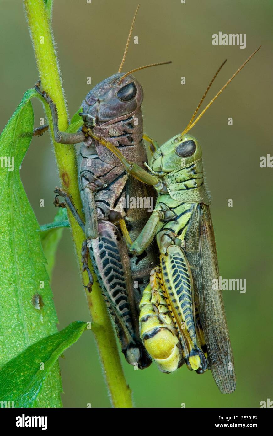 Mating Differential Grasshoppers (Melanoplus differentialis), E USA, by Skip Moody/Dembinsky Photo Assoc Stock Photo