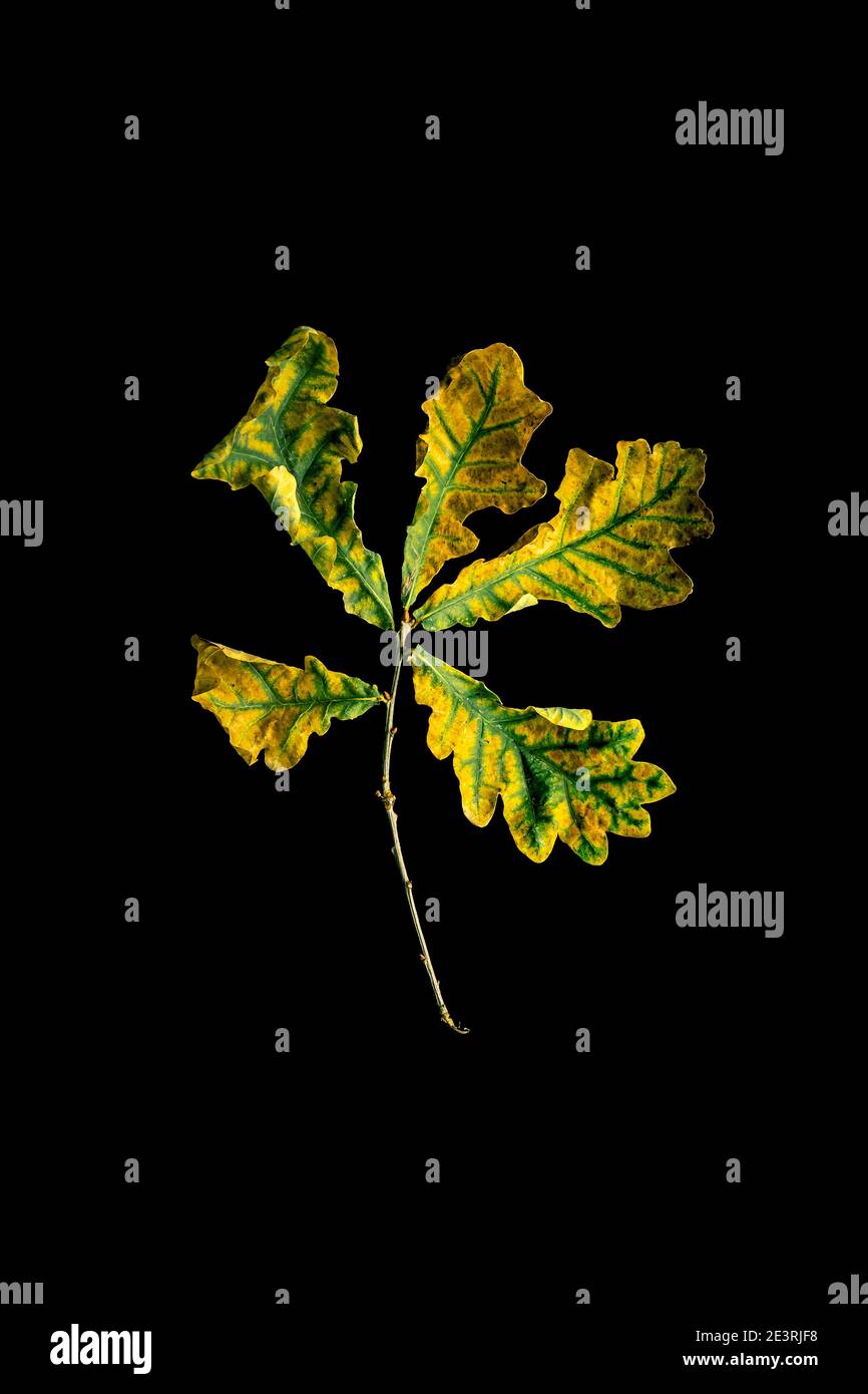 Five oak green hires stock photography and images Alamy