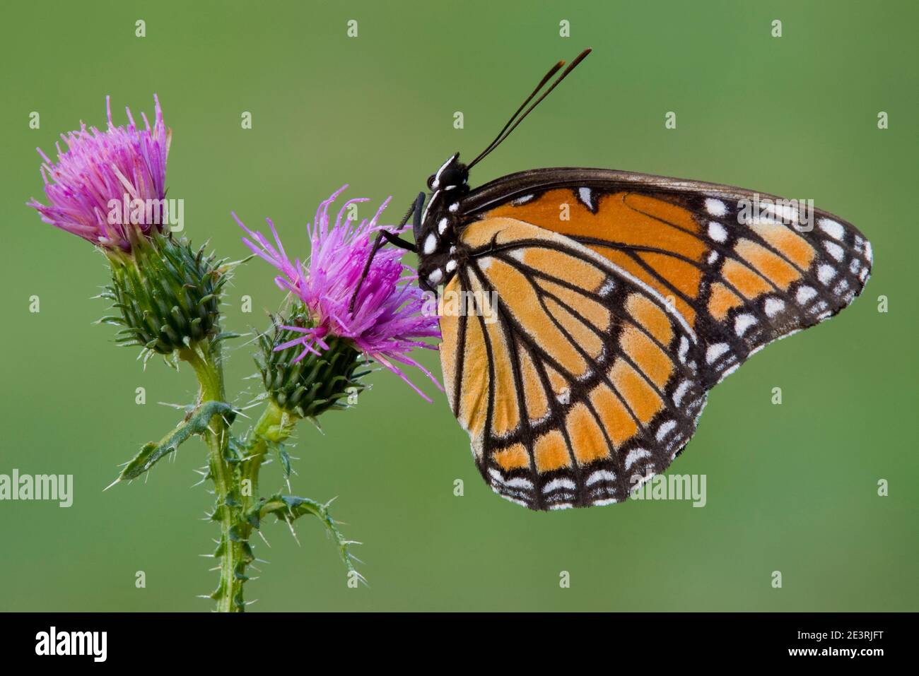 Viceroy butterfly (Limenitis archippus) feeding on flowers of Canada Thistle (Cirsium arvense), E USA, by Skip Moody/Dembinsky Photo Assoc Stock Photo