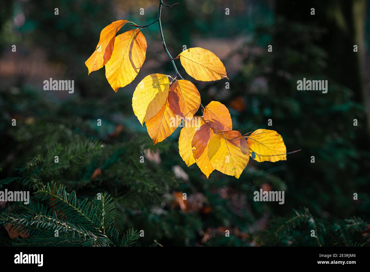 Autumn leaves in moody evening sun. Herbstlaub in der Abendsonne. Stock Photo