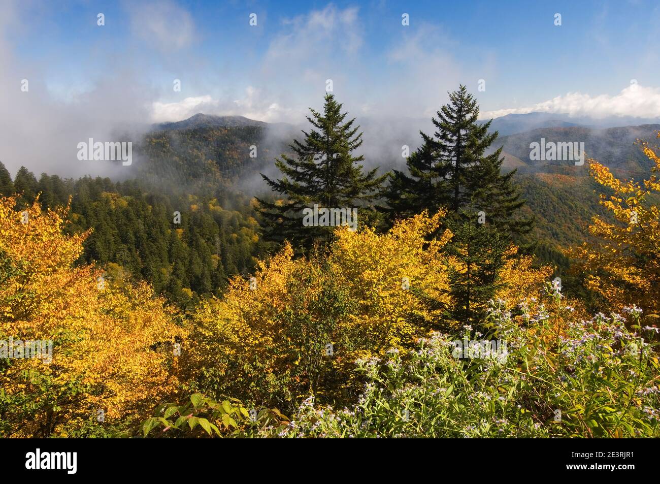 Red Spruce trees (Picea rubens), higher elevations, Great Smoky Mountains, TN, USA, by Bill Lea/Dembinsky Photo Assoc Stock Photo