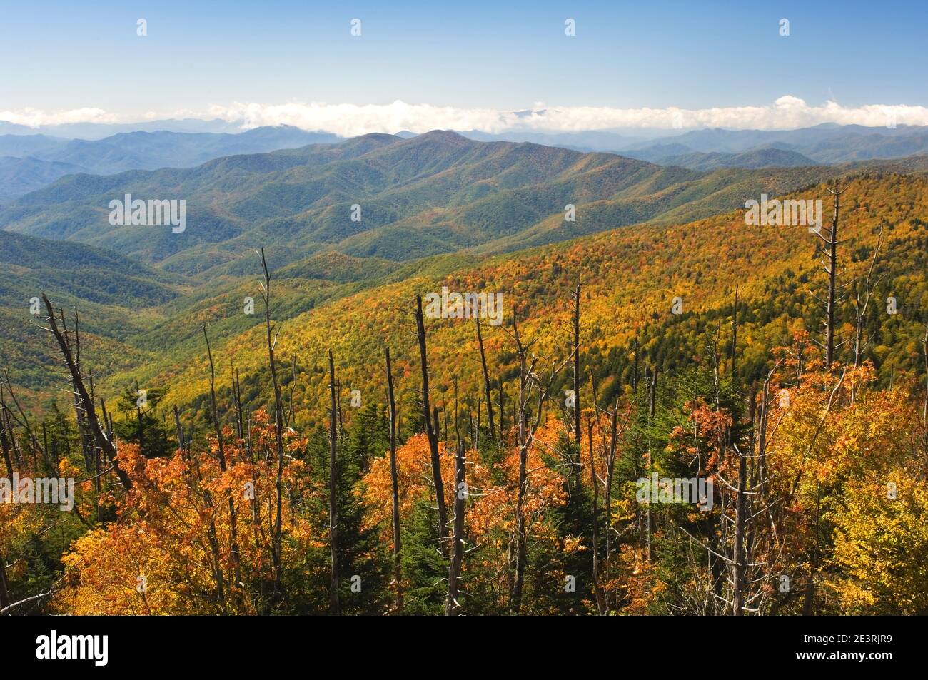 Autumn, Great Smoky Mountains, from Clingmans Dome, TN, USA dead Fraser Fir trees, (Abies fraseri), by Bill Lea/Dembinsky Photo Assoc Stock Photo