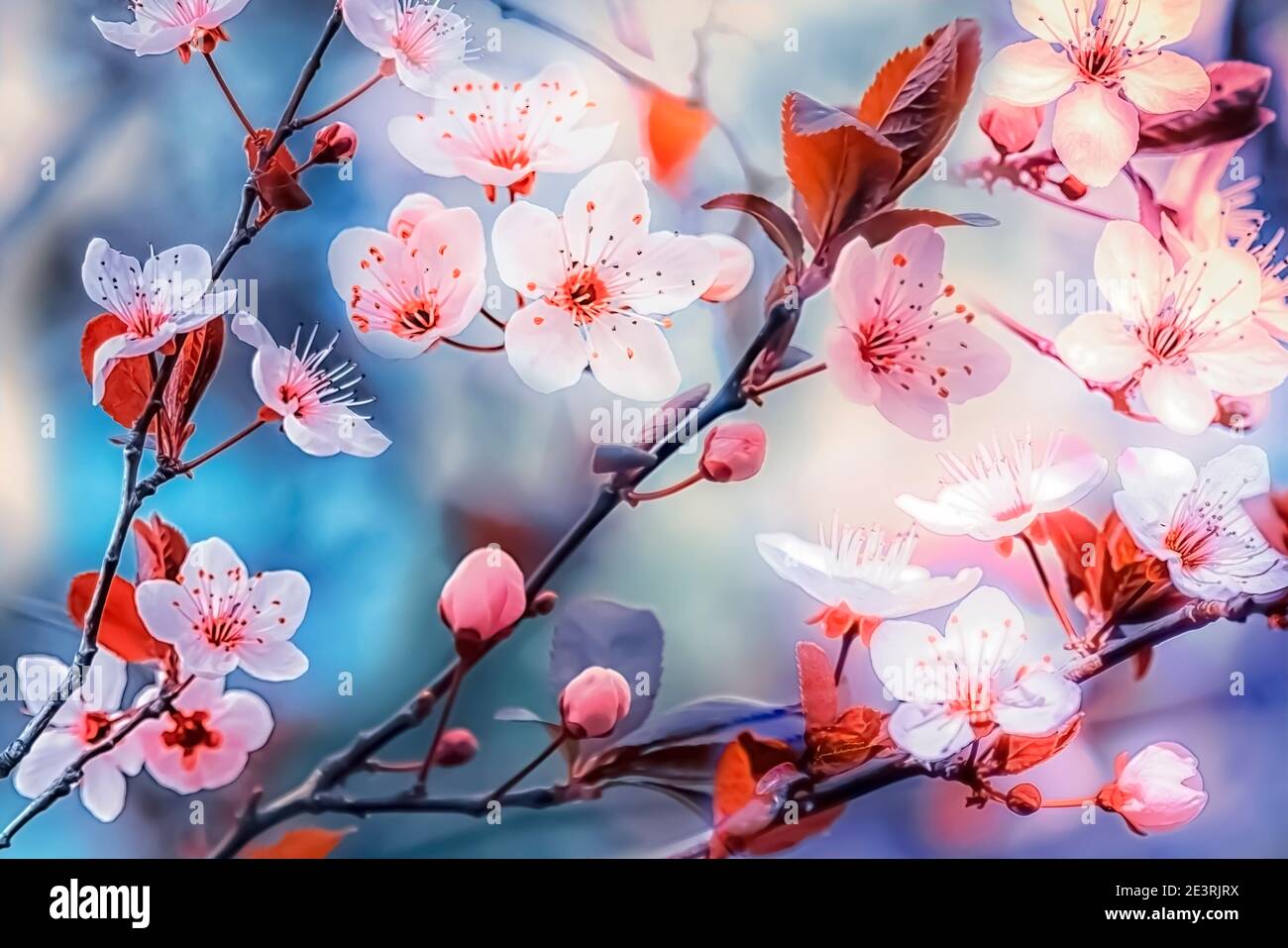 Plum Blossoms in the spring season. Pink sakura flower for the background Stock Photo