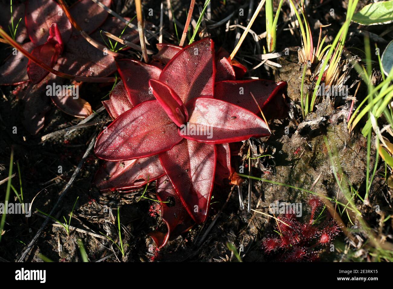 Chapman's Butterwort (Pinguicula planifolia), seepage bog, Gulf coastal plain, Longleaf Pine ecosystem, SE USA, by Dembinsky Photo Assoc Stock Photo