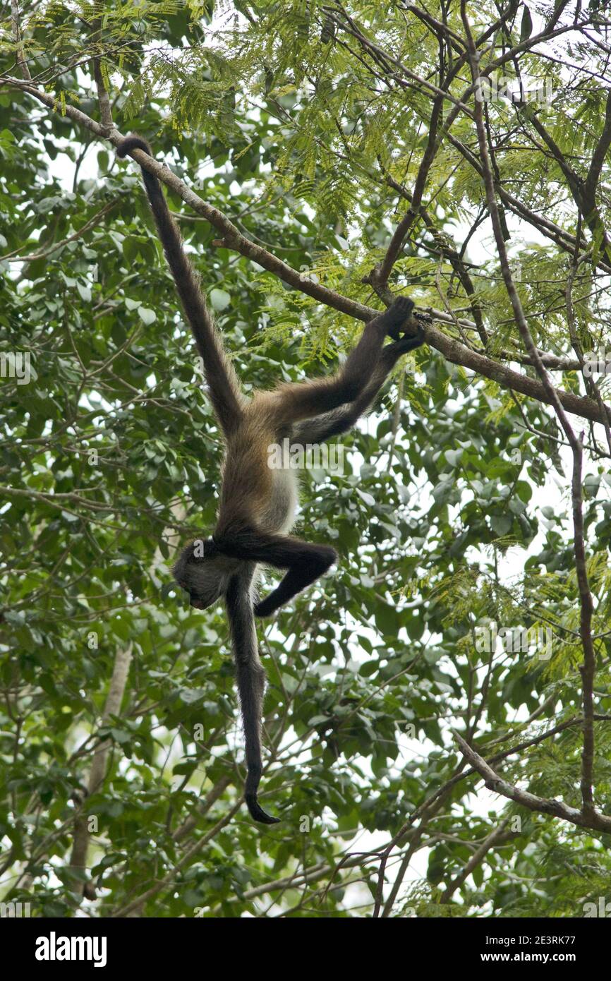 Tikal National Park, Guatemala, Central America: spider monkeys Stock Photo