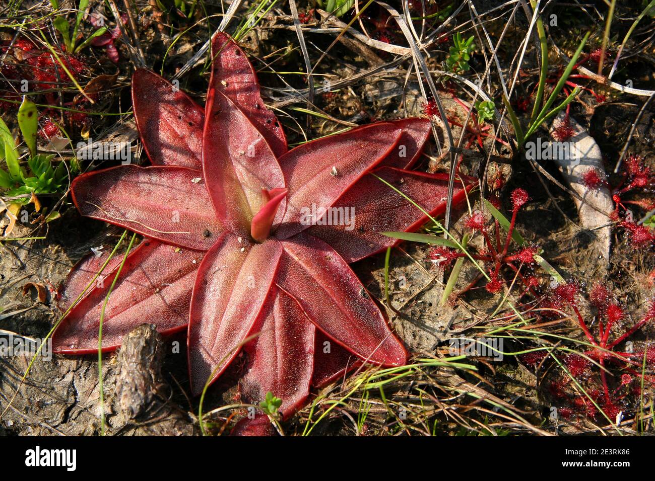 Chapman's Butterwort (Pinguicula planifolia), & Pink Sundews (Drosera capillaris) seepage bog, SE USA, by Dembinsky Photo Assoc Stock Photo