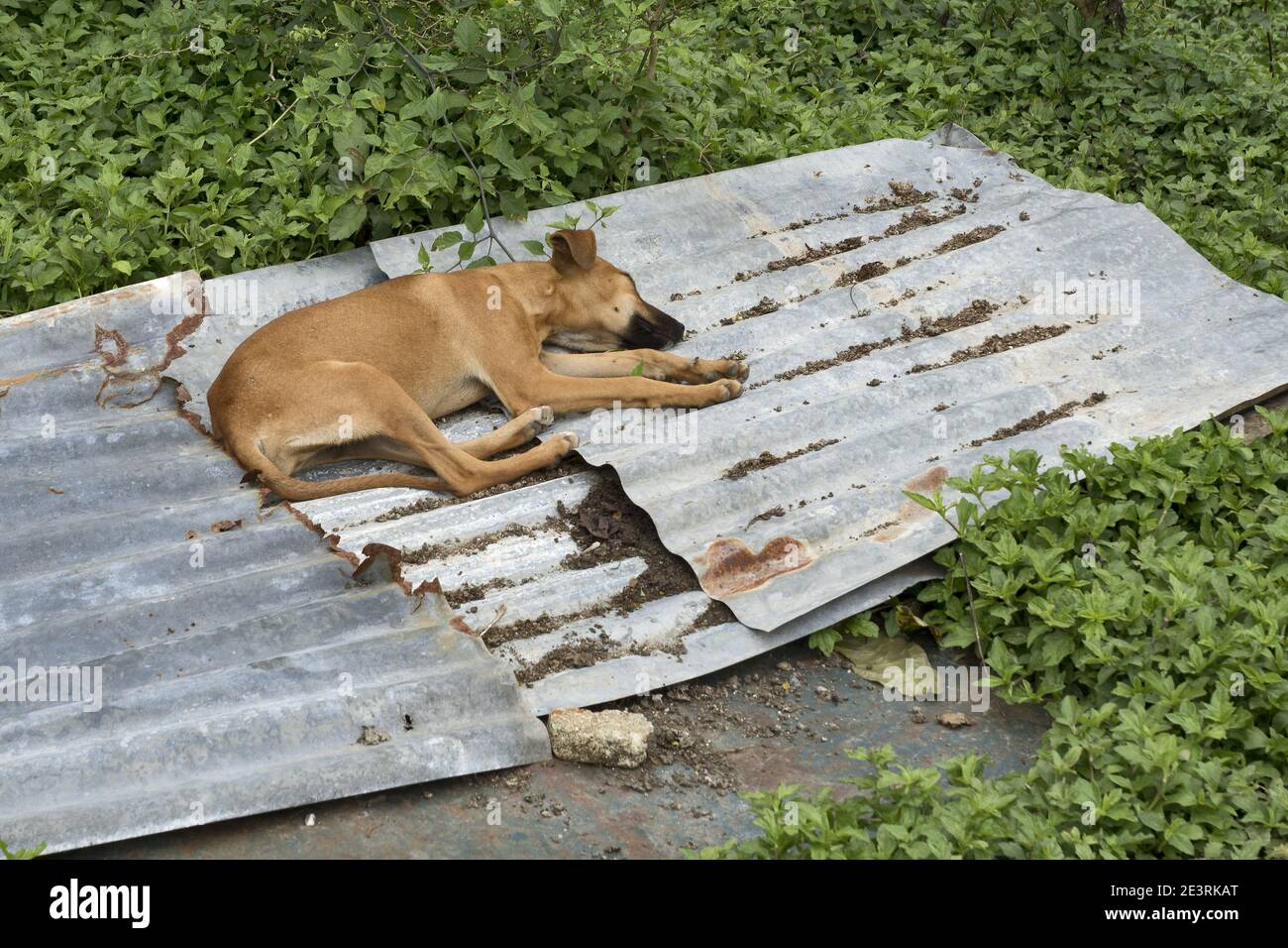 Guatemala, Central America: sleeping dog on dented sheet Stock Photo