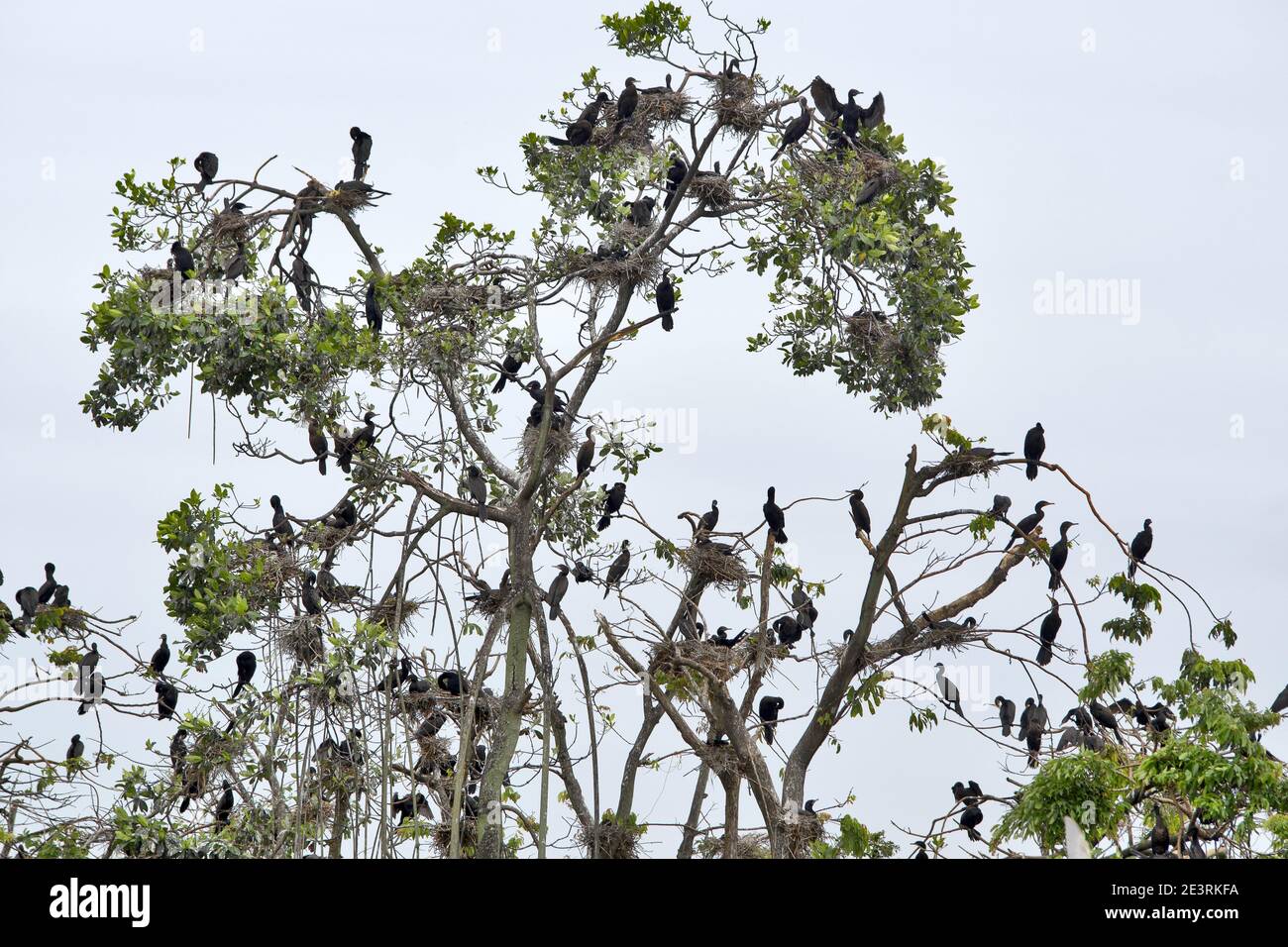 Caribbean, Guatemala, Central America: tons of cormorants on tree Stock Photo
