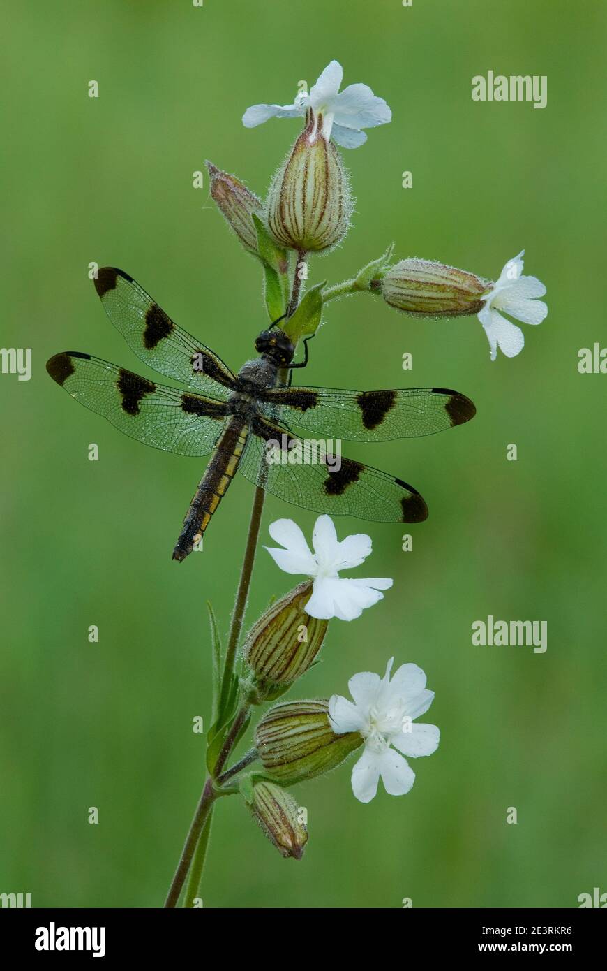 Twelve-spotted skimmer Dragonfly (Libellula pulchella) on White Campion (Silene latfolia), E USA, by Skip Moody/Dembinsky Photo Assoc Stock Photo