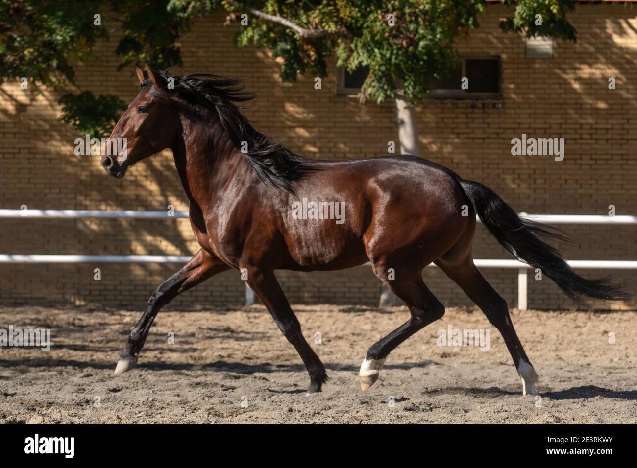 Young brown gelding of the Lusitano breed trotting in freedom Stock Photo