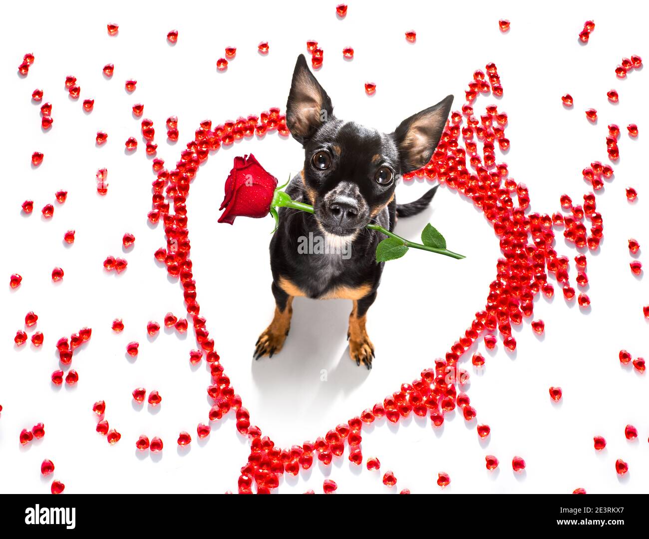 prague ratter dog on valentines love heart shape with I love you sign as background isolated on white Stock Photo