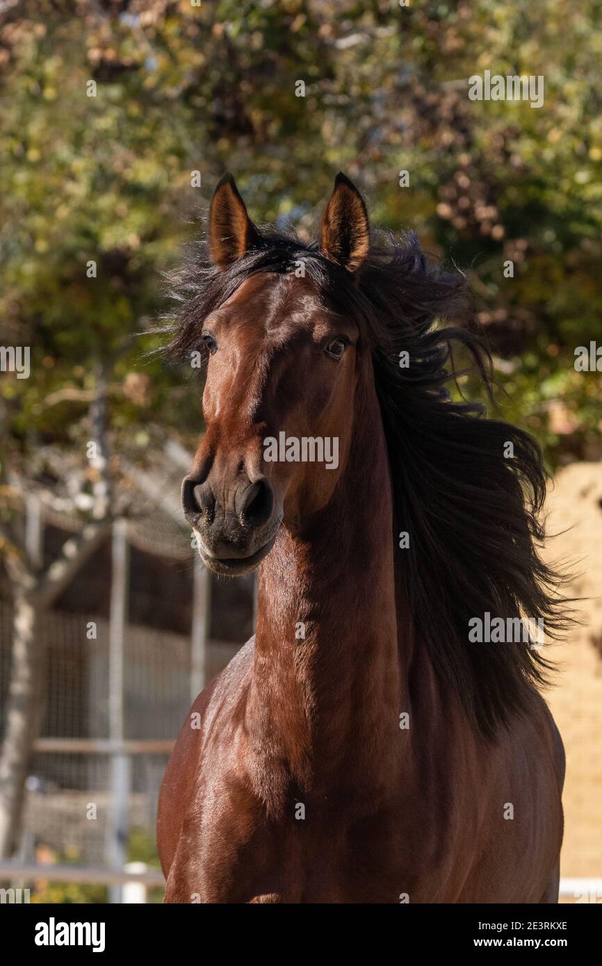 Face portrait of a young chestnut Lusitano horse with its mane blowing Stock Photo