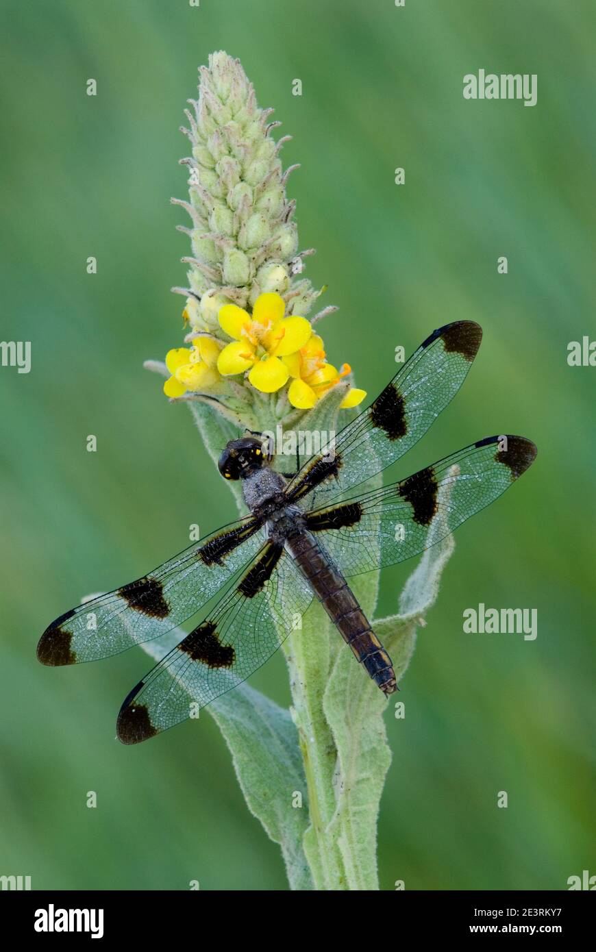 Twelve-spotted skimmer Dragonfly (Libellula pulchella) on Common Mullein (Verbascum thapsus), E USA, by Skip Moody/Dembinsky Photo Assoc Stock Photo