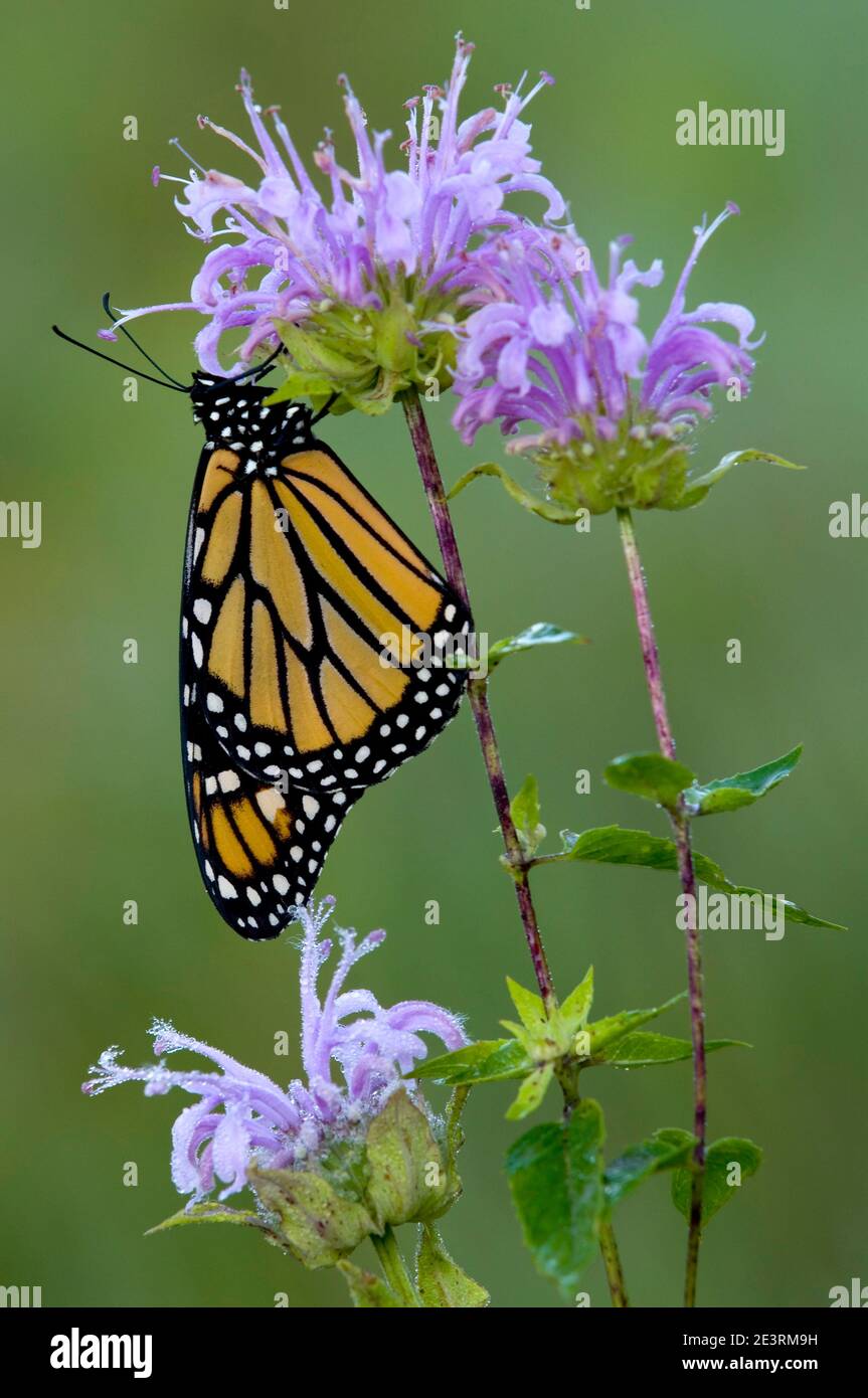 Monarch Butterfly (Danaus plexippus) feeding on nectar of Wild Bergamot (Monarda fistulosa), E USA, by Skip Moody/Dembinsky Photo Assoc Stock Photo