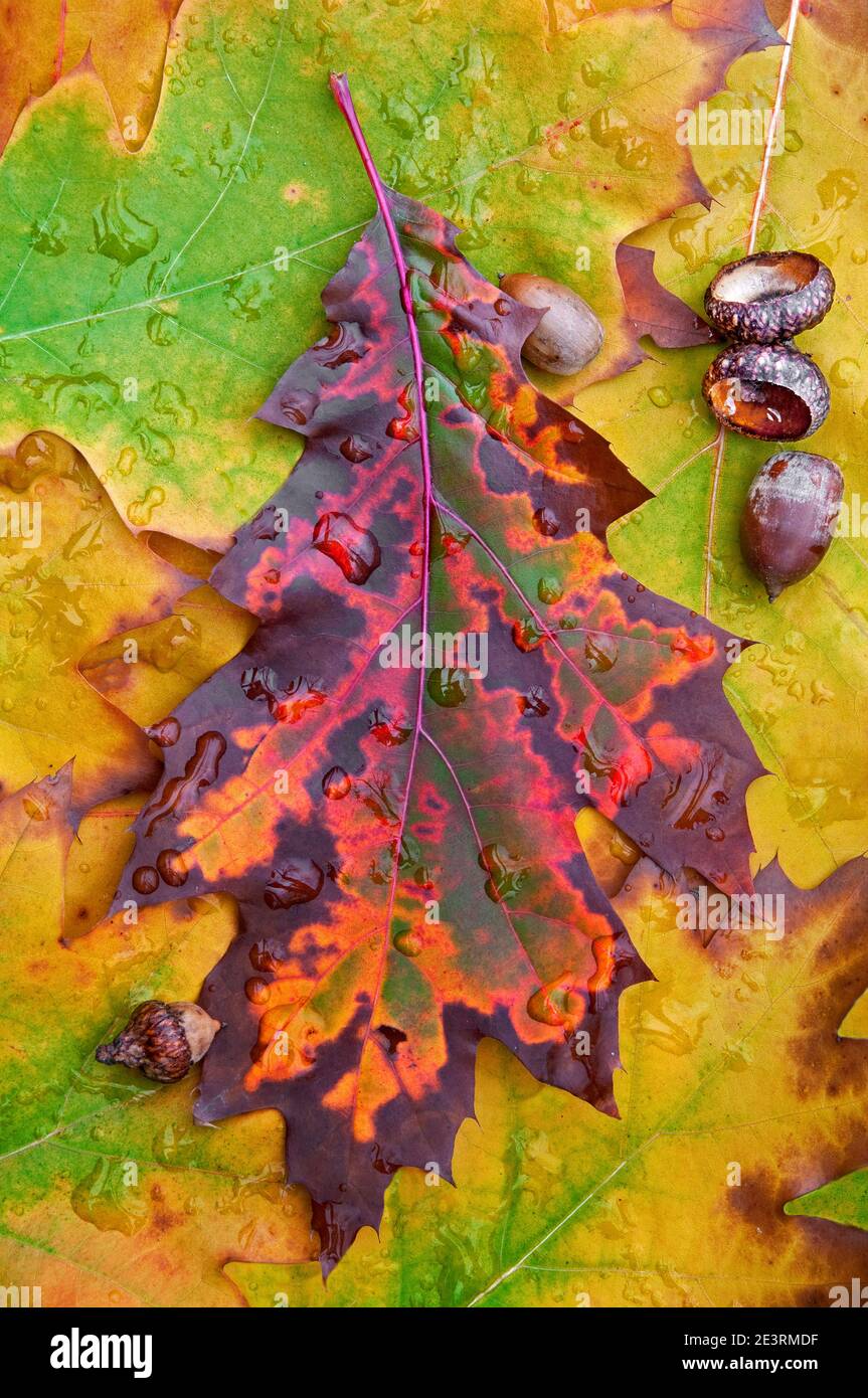Red Oak (Quercus rubra) leaf with raindrops, acorns, Autumn, by Skip Moody/Dembinsky Photo Assoc Stock Photo