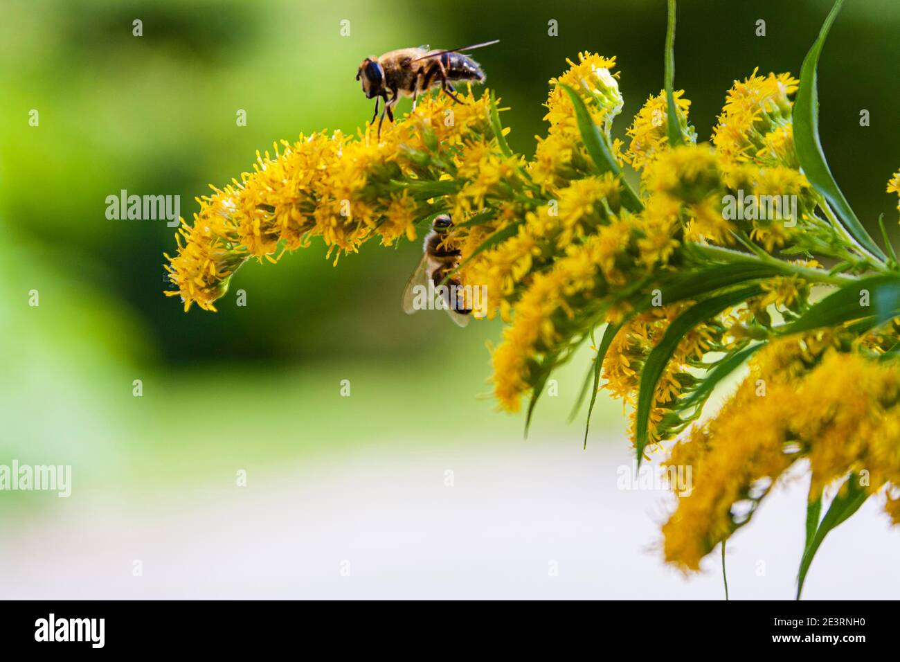 bees on yellow flower Stock Photo Alamy
