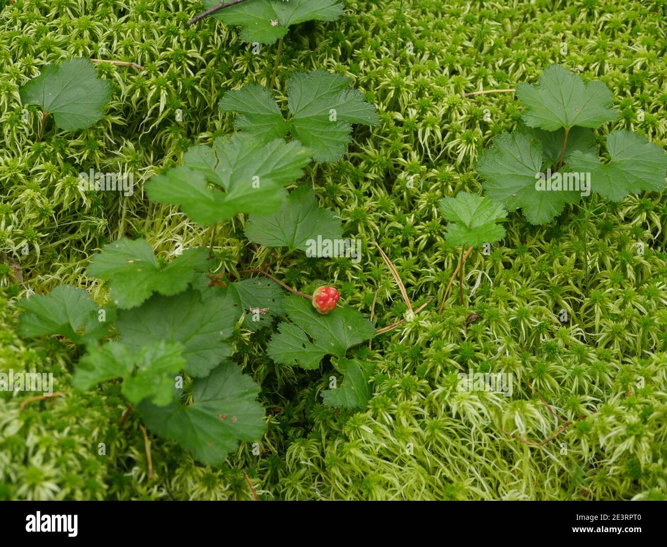 ripe red forest berry cloudberry behind green moss Stock Photo