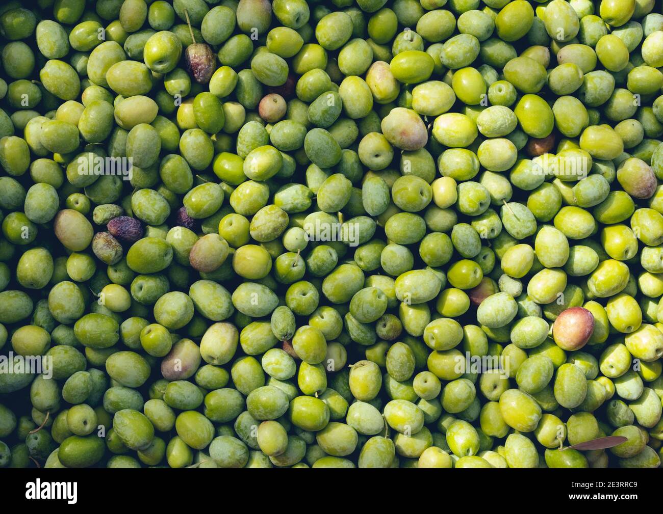 Harvesting olives in Sicily village, Italy Stock Photo Alamy