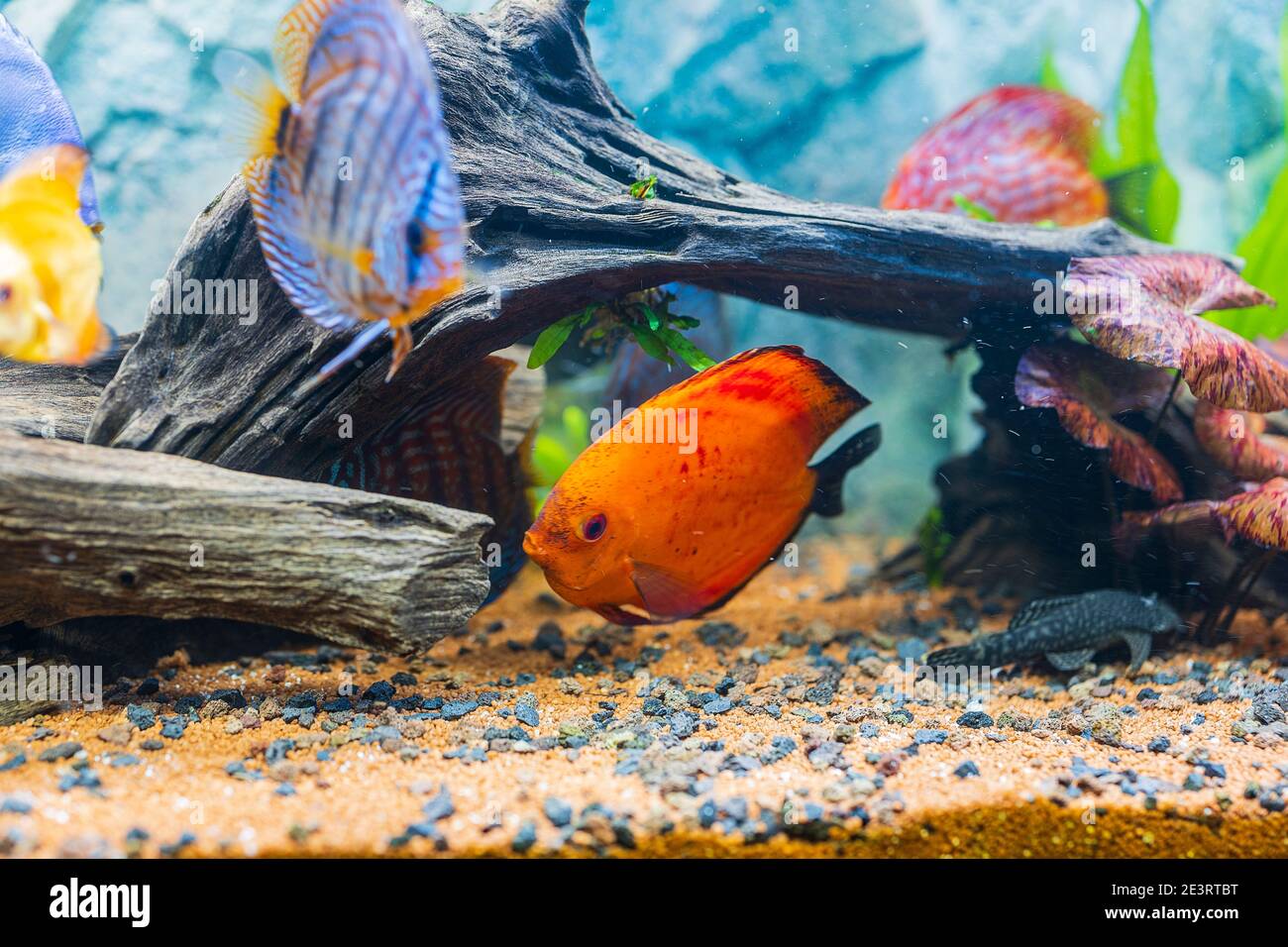 View of discus fish swimming in planted aquarium. Tropical fishes