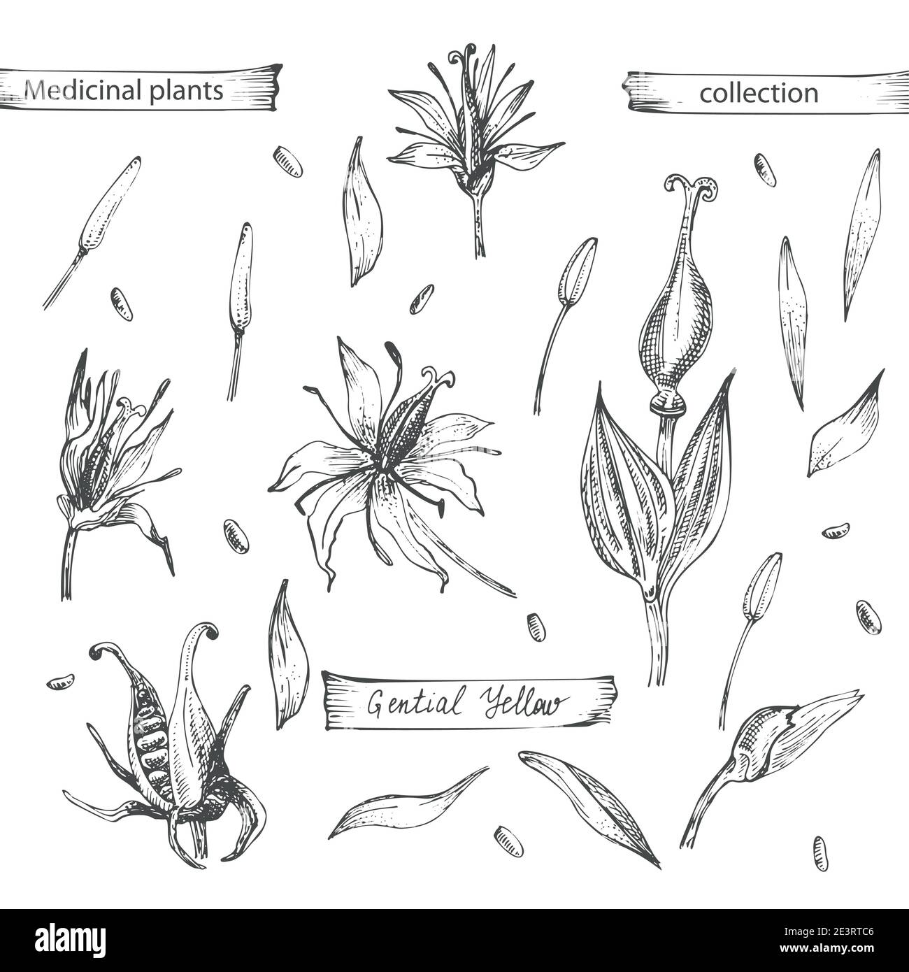 Set hand drawn of Gentian yellow, lives and flowers in black color isolated on white background. Retro vintage graphic design. Botanical sketch Stock Vector