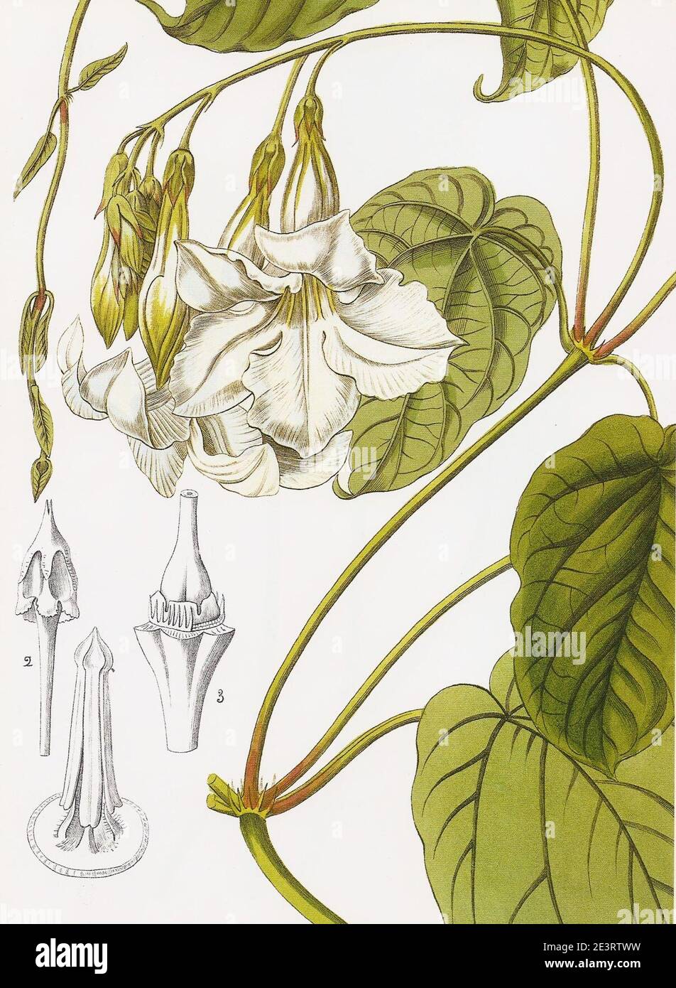 Mandevilla Suaveolens High Resolution Stock Photography And Images Alamy