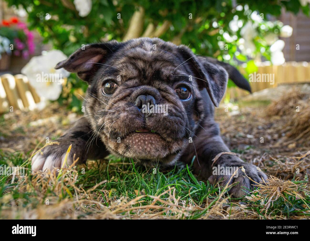 French bulldog crossed store with pug