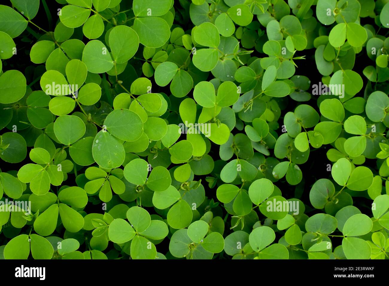 Natural Patterns of green leaves of Cassia tora shrubs. Stock Photo