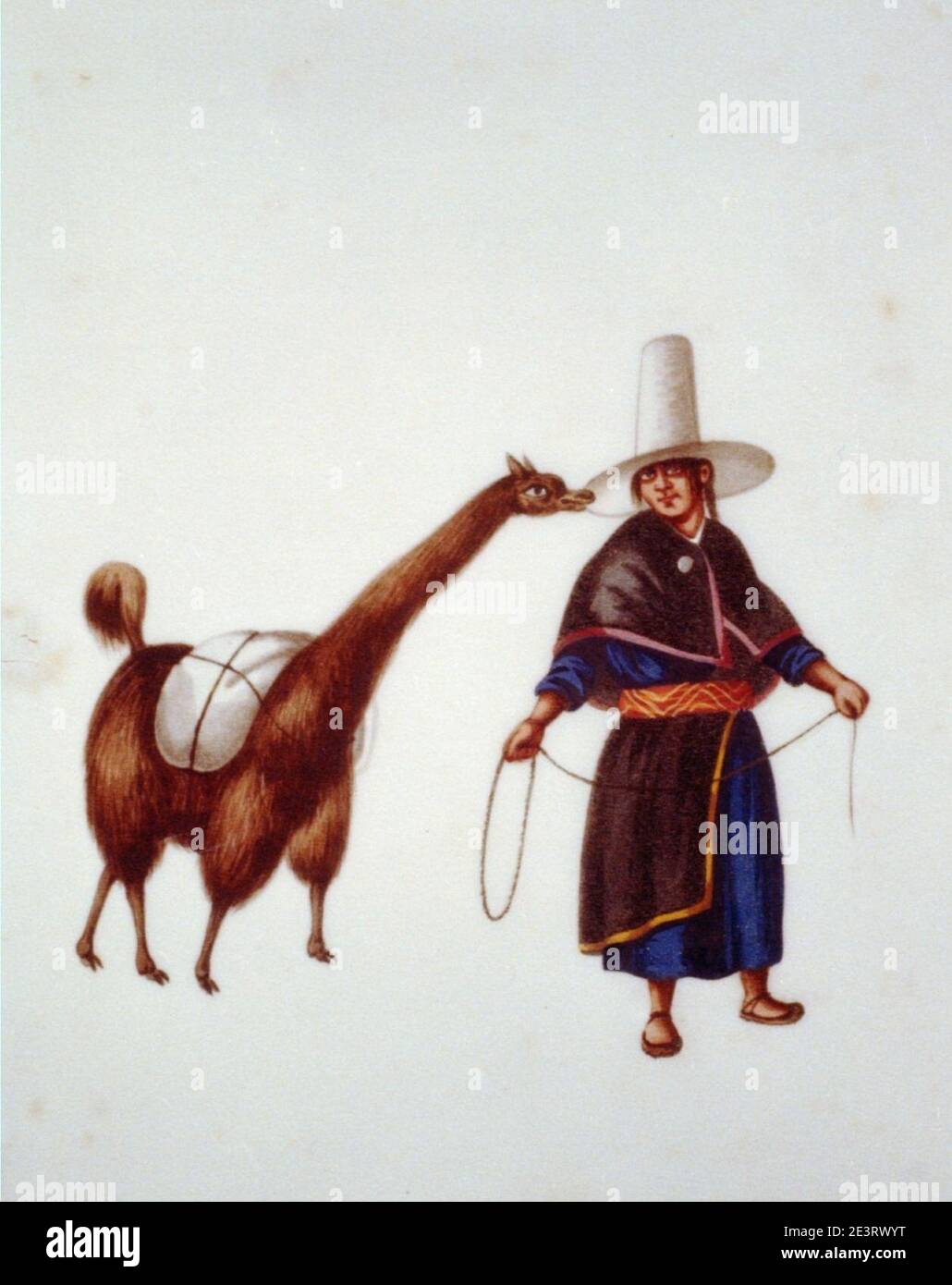 Peru man llama hi-res stock photography and images - Alamy