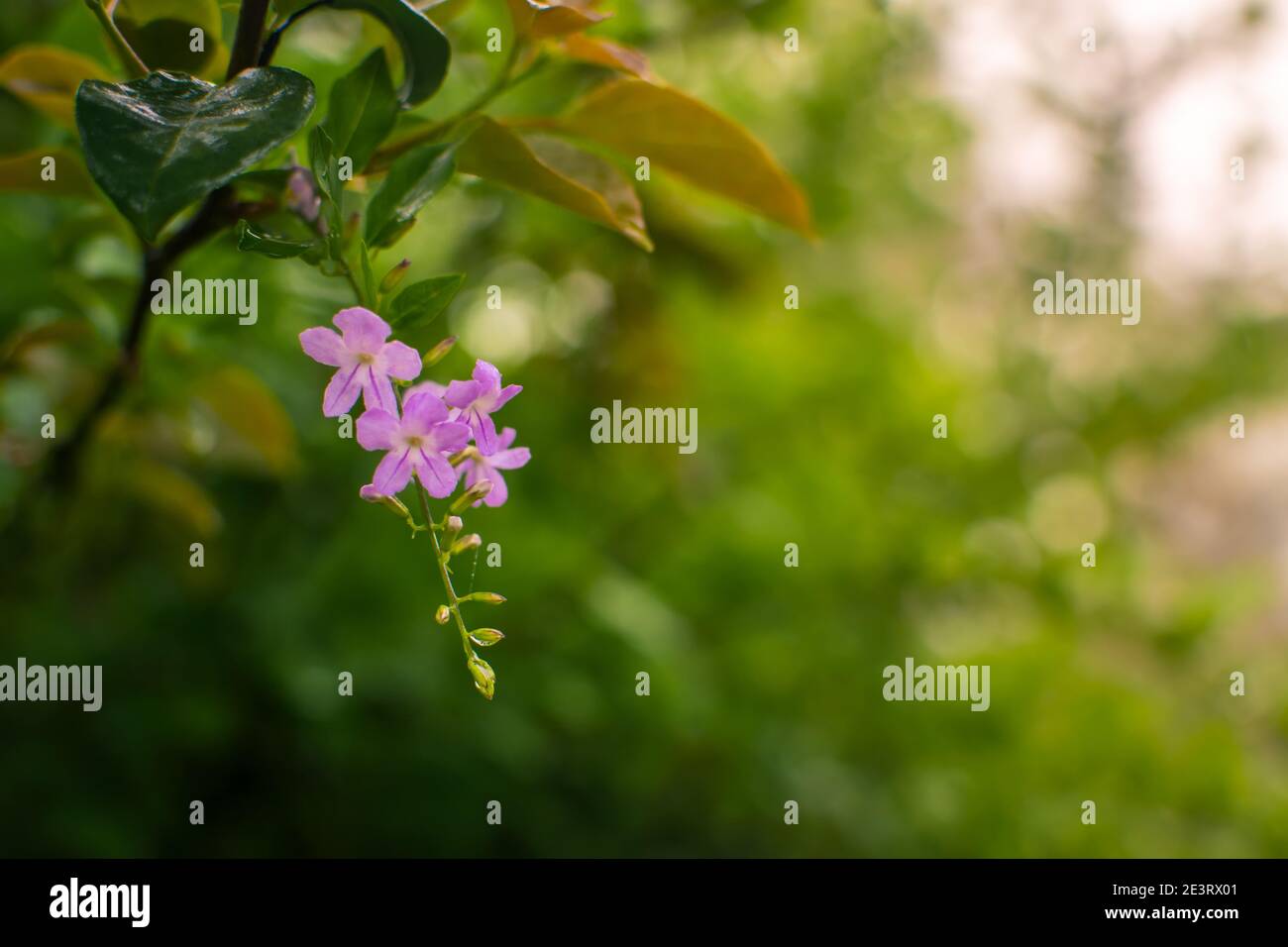 Purple colored Duranta shrub flower with green blurry bokeh background and copy space. This plant widely cultivated in gardens as ornamental and fenci Stock Photo