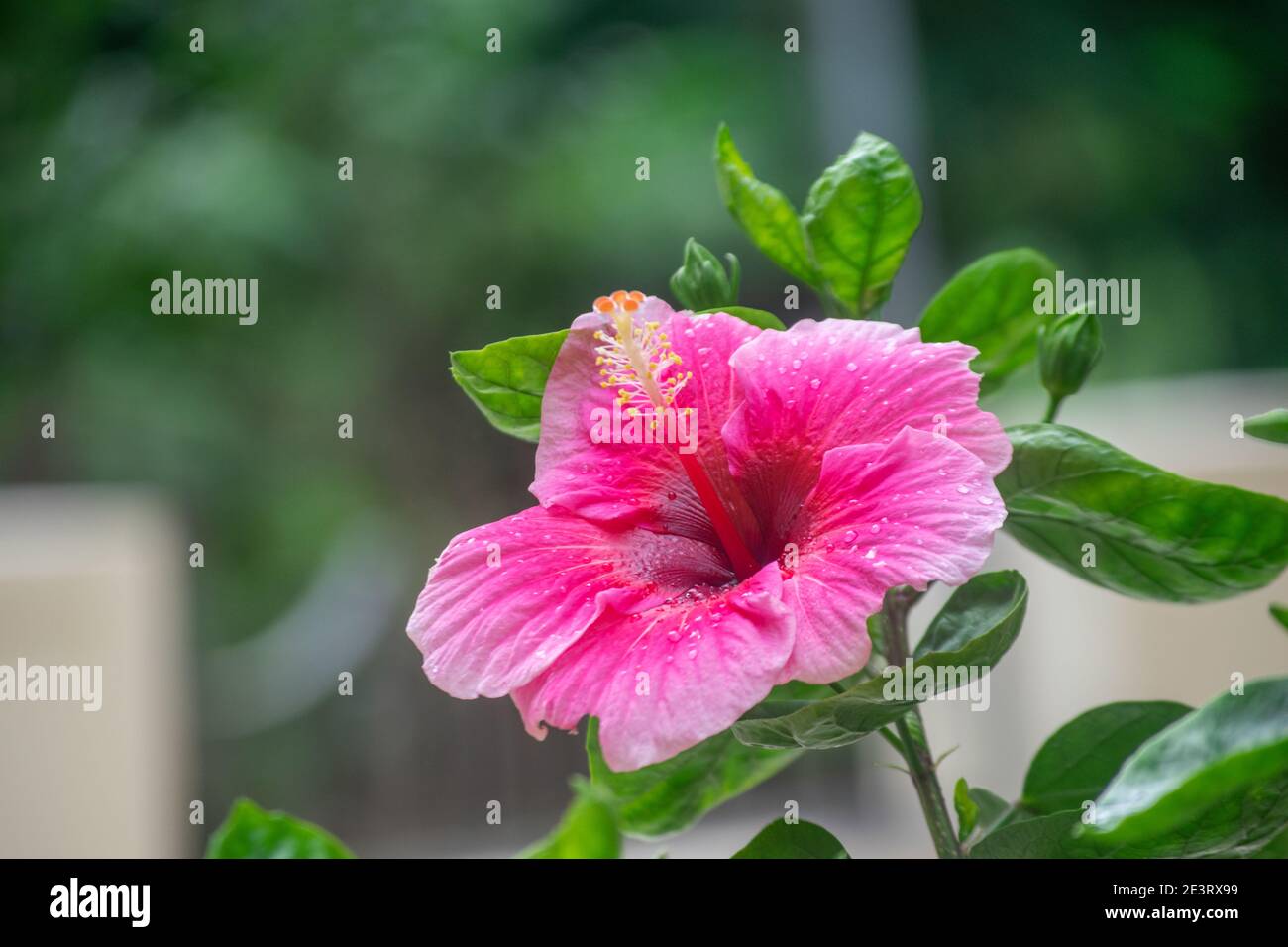 Pinkish colored flower Hibiscus rosa-sinensis, known as Chinese hibiscus, China rose, Hawaiian hibiscus, rose mallow, shoeblack plant, is a species of Stock Photo