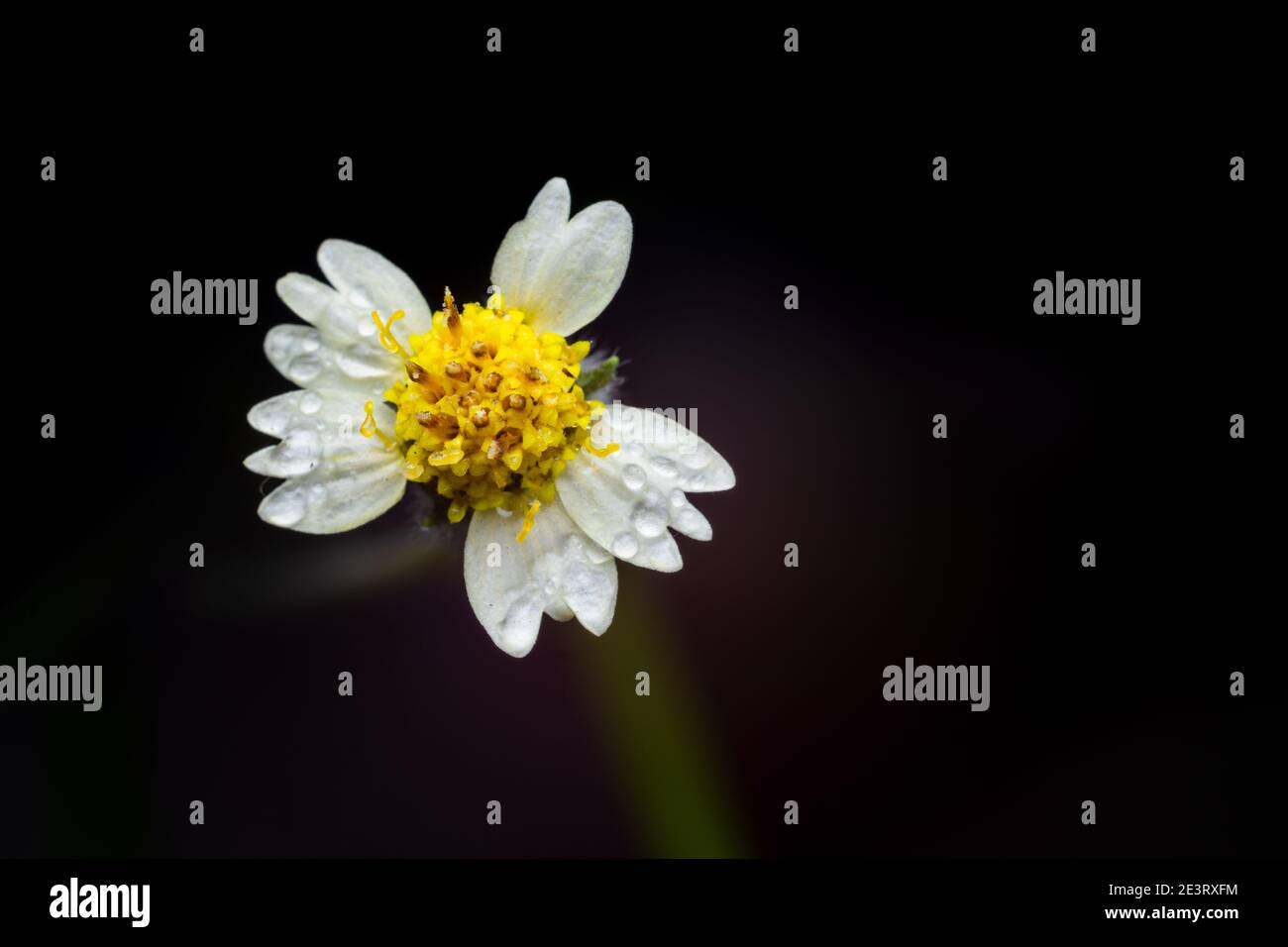 Tridax procumbens also known as coatbuttons or tridax daisy macro with raindrops on the white petals and black background Stock Photo