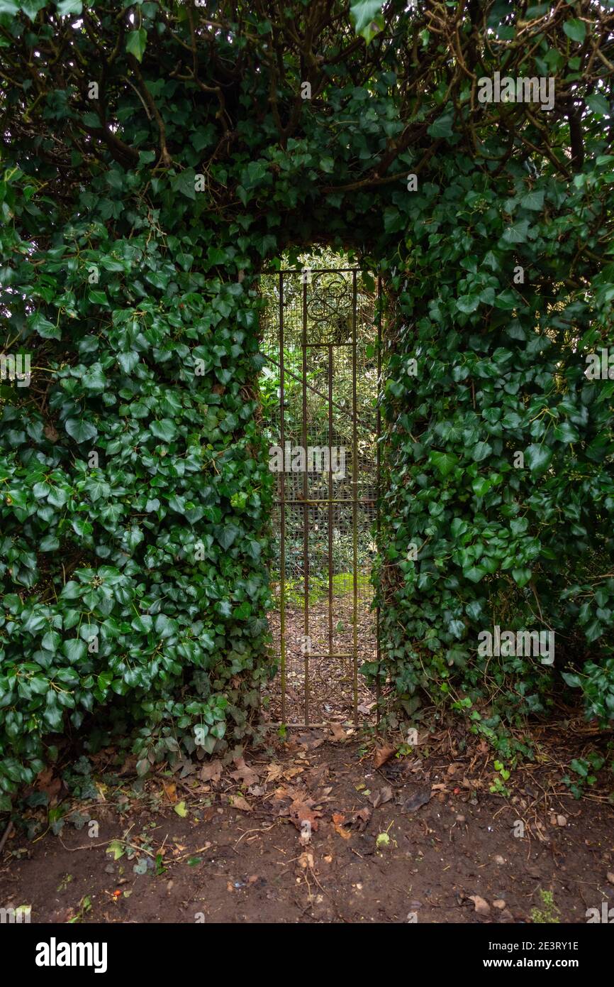 Pretty arched garden gate in a wall of ivy needing to a secret garden Stock Photo Alamy