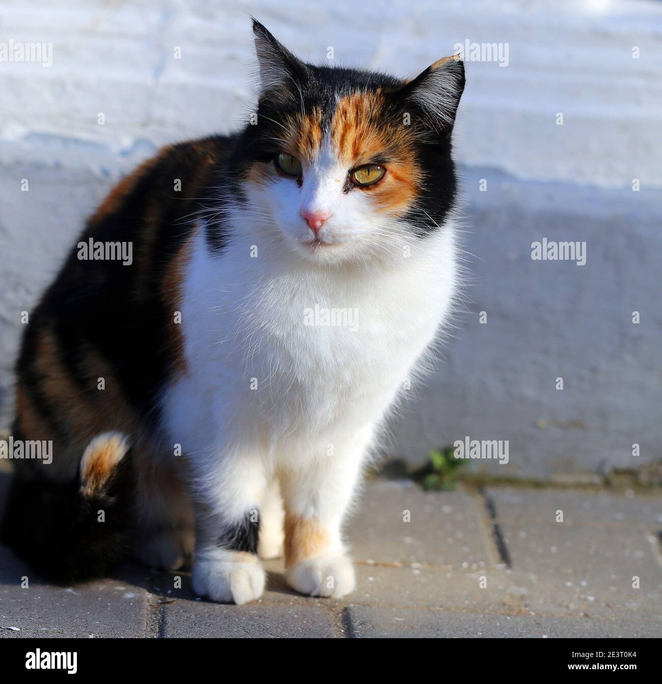 Photo portrait of a beautiful street cat illuminated by the sun ...