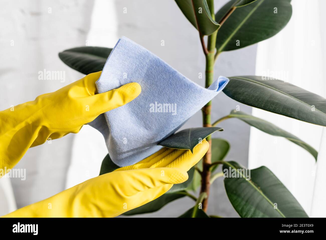 Cropped view of person in rubber gloves cleaning leaves of plant with rag Stock Photo