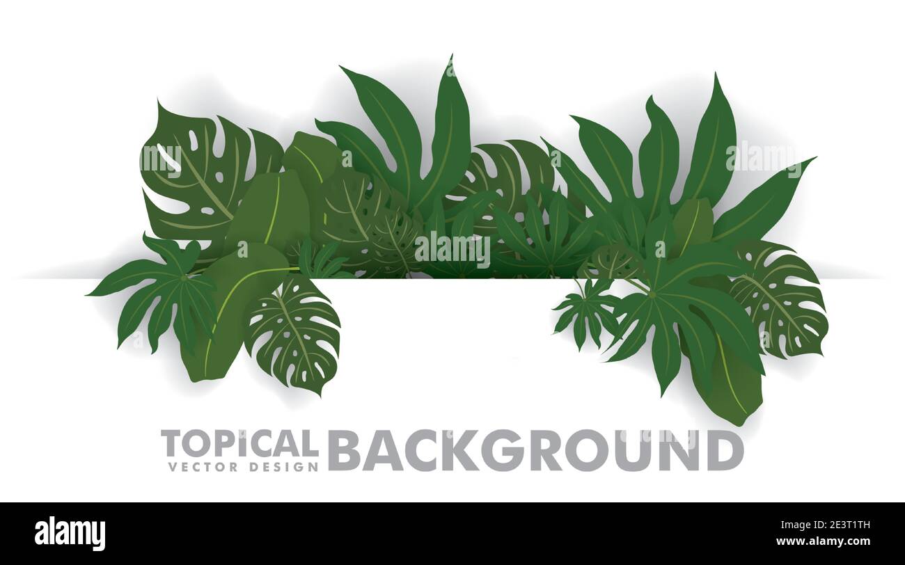 fresh green tropical leaves on white background. Space for design or text. vector illustration design Stock Vector