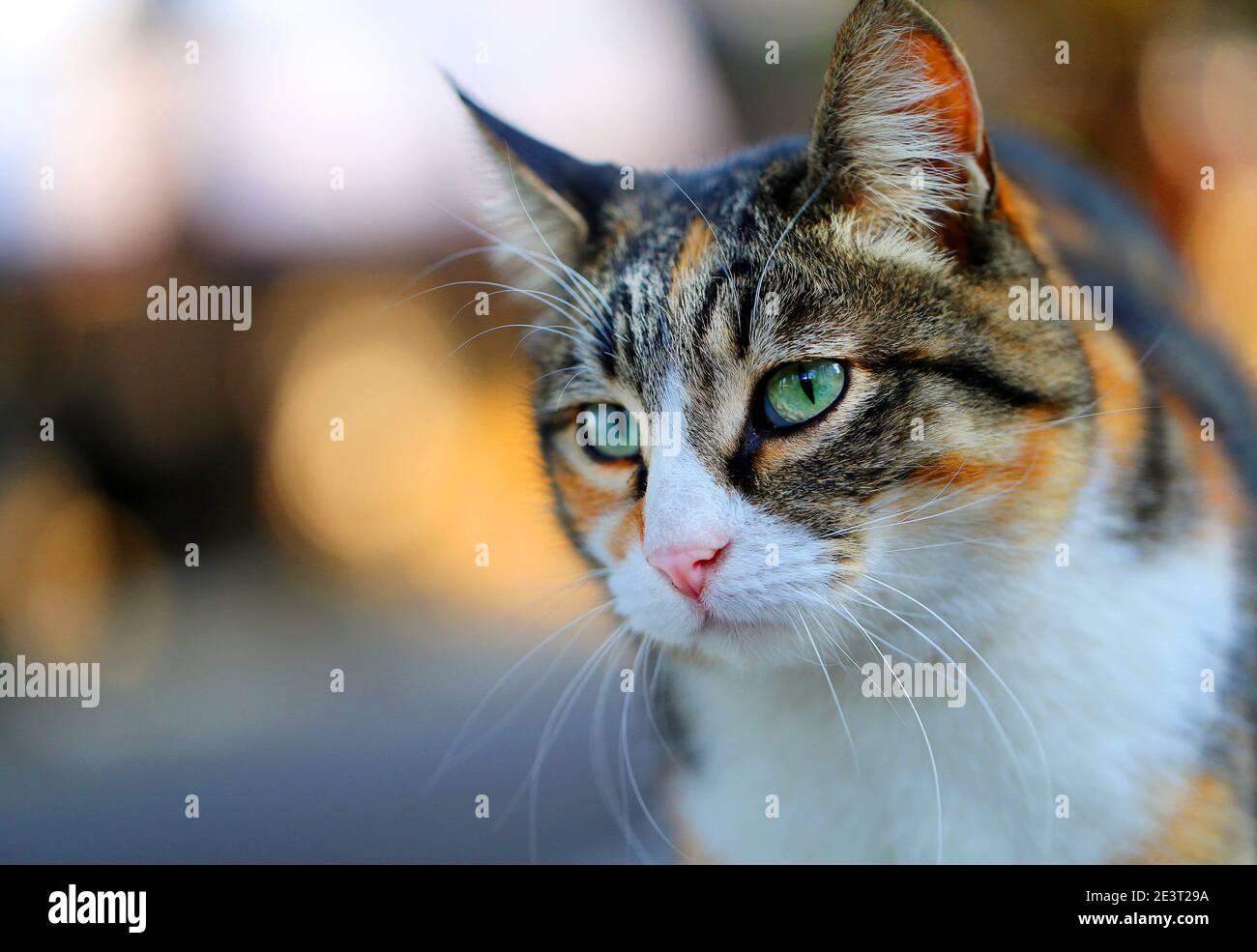 Photo portrait of a beautiful street cat illuminated by the sun ...