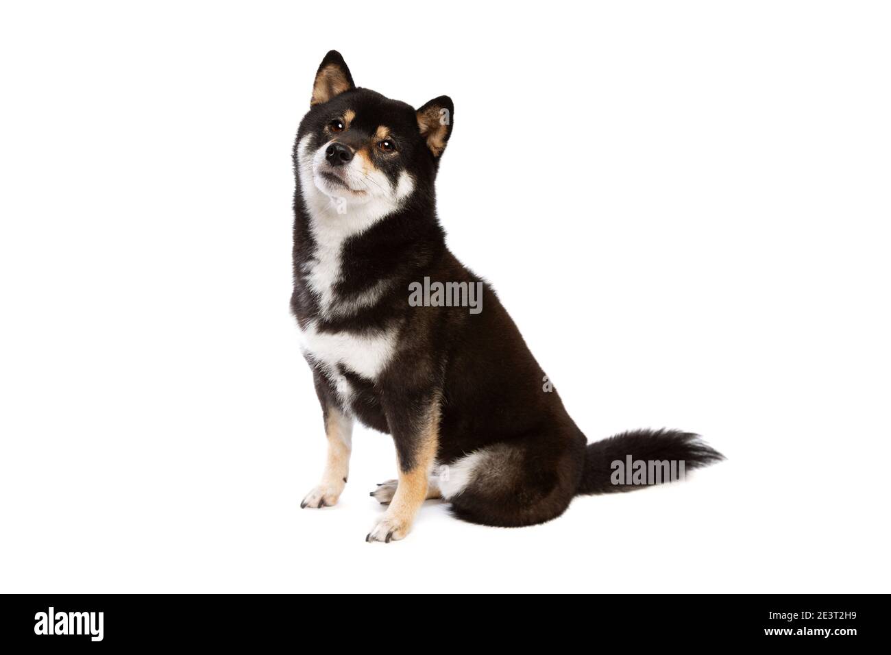 Black And Tan Shiba Inu High Resolution Stock Photography And Images Alamy