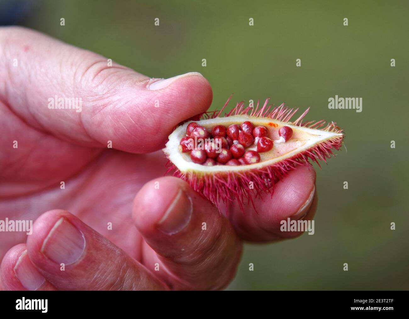 Red seeds inside hi-res stock photography and images - Alamy