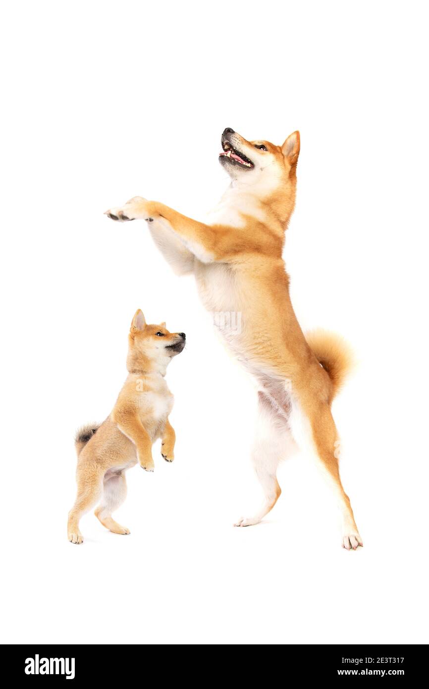 two Shiba Inu doggies in front of a white background Stock Photo