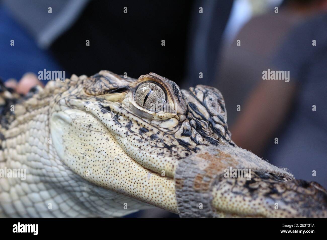 Looking into an Alligators eye Stock Photo
