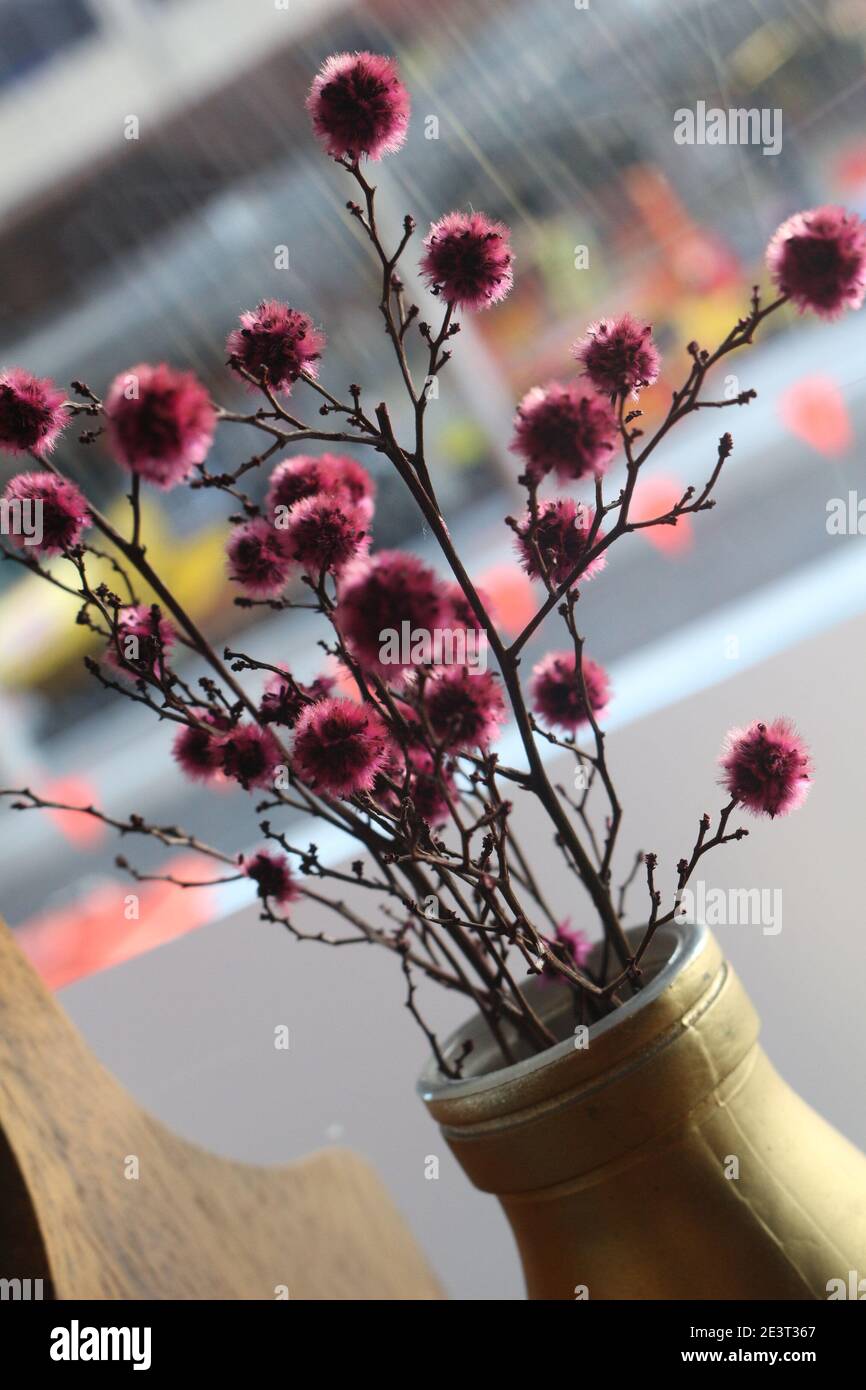 A Bouquet of Australian Pink Acacia flowers Stock Photo